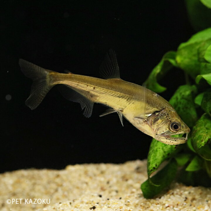 楽天市場 アルマータスカショーロ コロンビア Sm 6 8cm程度 観賞魚 魚 アクアリウム 熱帯魚 牙 大型 ペット 未来アクアリウム 楽天市場店