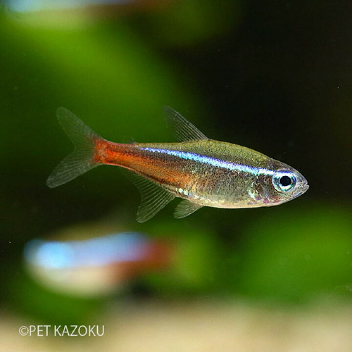 楽天市場 ワイルドネオンテトラ プルス マニスワ 1匹 2 5 3 5cm程度 観賞魚 魚 アクアリウム 熱帯魚 カラシン 珍カラシン ペット 飼育 未来アクアリウム 楽天市場店