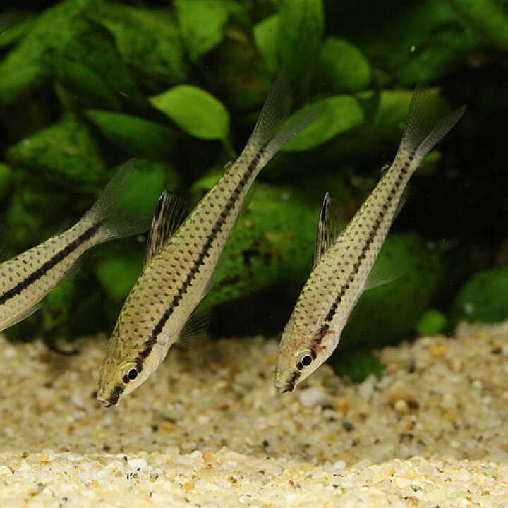 楽天市場 ドワーフキロダス カイクビ 1匹 4 6cm程度 観賞魚 魚 アクアリウム 熱帯魚 カラシン 珍カラシン ペット 飼育 未来アクアリウム 楽天市場店