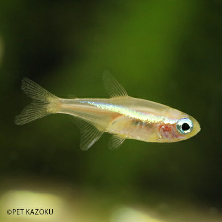 楽天市場 ニューゴールドネオンテトラ 1匹 1 5 2cm程度 カラシン 小型 観賞魚 魚 アクアリウム 熱帯魚 ペット ブリード 未来アクアリウム 楽天市場店