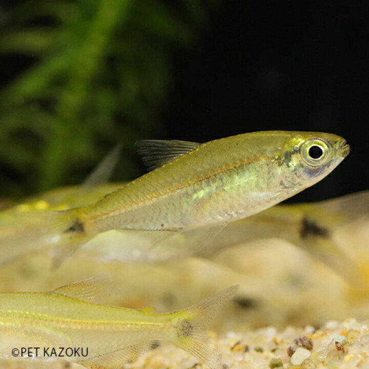 楽天市場 グリーンラインアマレーラホタルテトラ ヤムンダ 1匹 4 6cm程度 観賞魚 魚 アクアリウム 熱帯魚 カラシン 珍カラシン ペット 飼育 未来アクアリウム 楽天市場店
