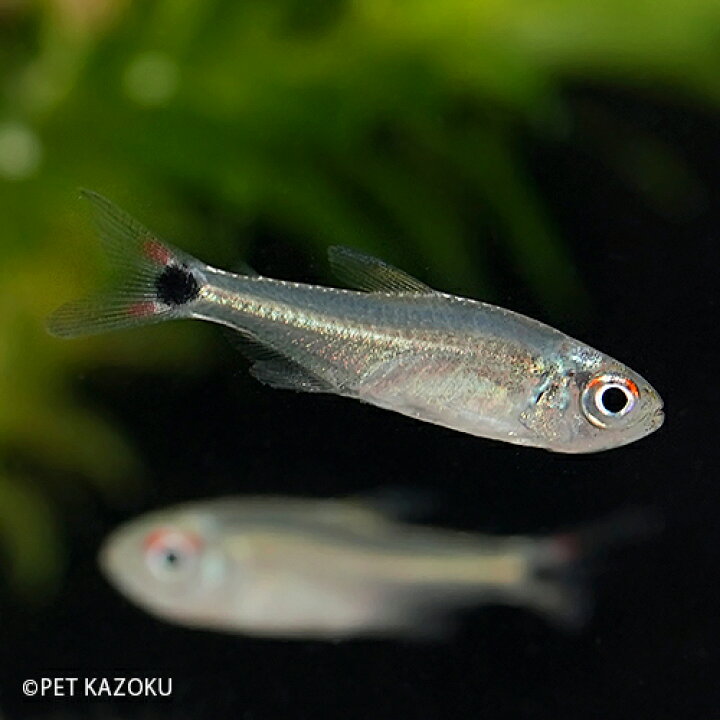 楽天市場 スーパーボルディーテトラ サンタイザベル 1匹 3 4cm程度 観賞魚 魚 アクアリウム 熱帯魚 カラシン 珍カラシン ペット 飼育 未来アクアリウム 楽天市場店 楽天市場 スーパーボルディーテトラ サンタイザベル 1匹 3 4cm程度 観賞魚 魚 アクアリウム 熱帯魚 カラシン 珍カラシン ペット 飼育 未来アクアリウム 楽天市場店