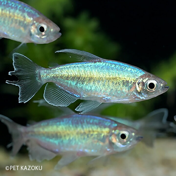 最大67 オフ 熱帯魚 カラシン ネオンテトラ 1cm 30匹 Shipsctc Org