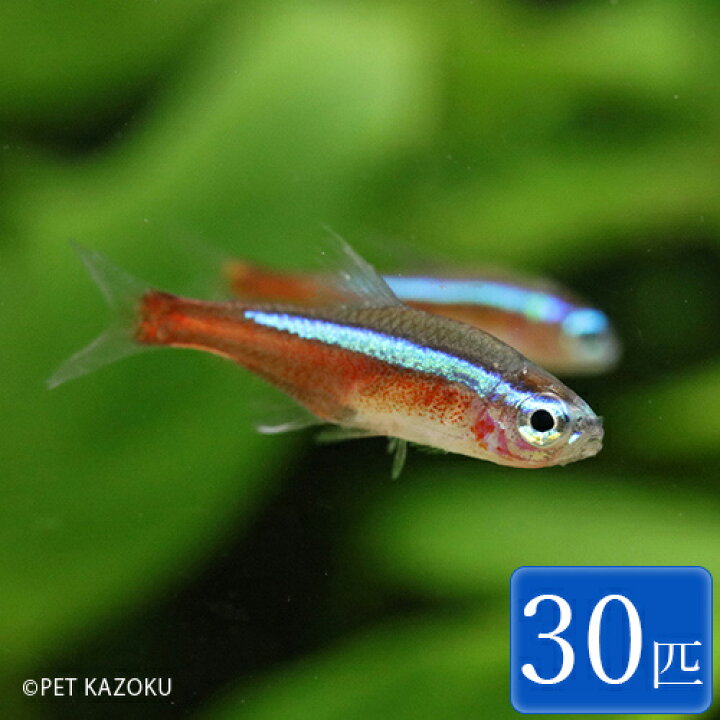 楽天市場 送料無料 カージナルテトラ ワイルド 30匹 2 2 5cm程度 観賞魚 魚 まとめ買い アクアリウム 熱帯魚 ペット ワイルド 水草水槽 未来アクアリウム 楽天市場店