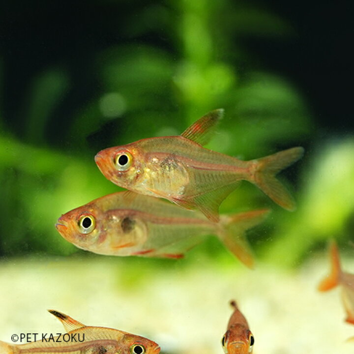 楽天市場 ワイルドレッドファントムテトラ コロンビア 1匹 2 3cm程度 カラシン 観賞魚 魚 アクアリウム 熱帯魚 ペット 未来アクアリウム 楽天市場店
