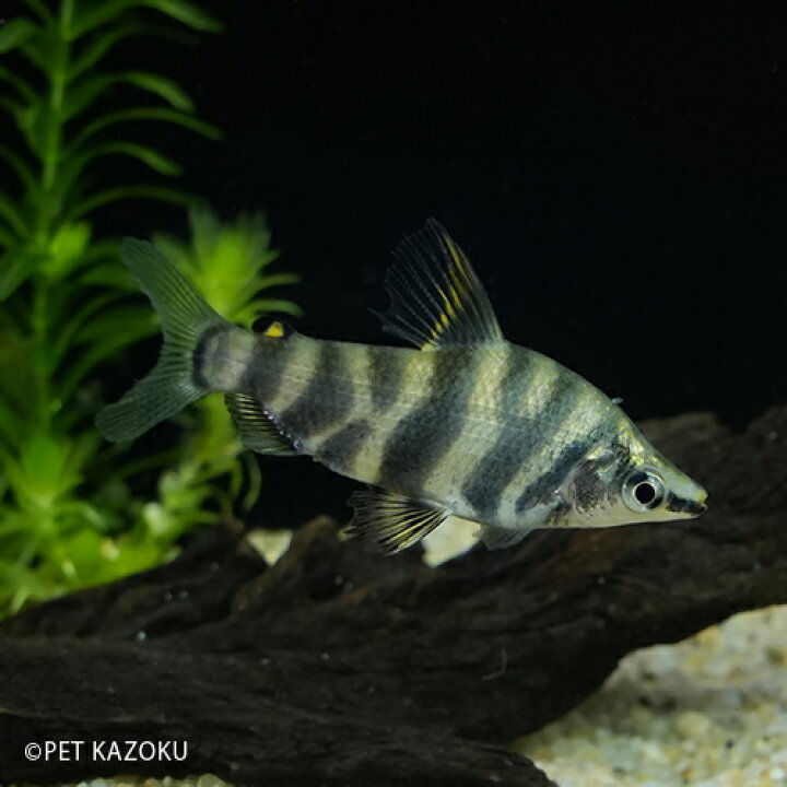 楽天市場 アブラミテス コロンビア 1匹 4 7cm程度 コロンビア カラシン 観賞魚 魚 アクアリウム 熱帯魚 ペット 未来アクアリウム 楽天市場店