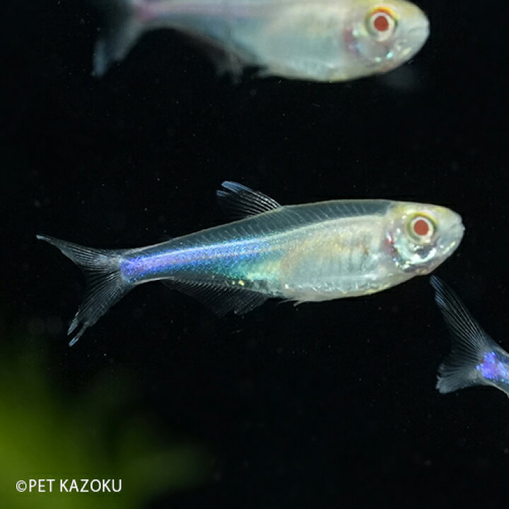 楽天市場 アルビノブルーテトラ 1匹 3 3 5cm程度 カラシン 観賞魚 魚 アクアリウム 熱帯魚 ペット 未来アクアリウム 楽天市場店