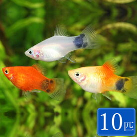 楽天市場 アクアリウム 初心者 セットの通販