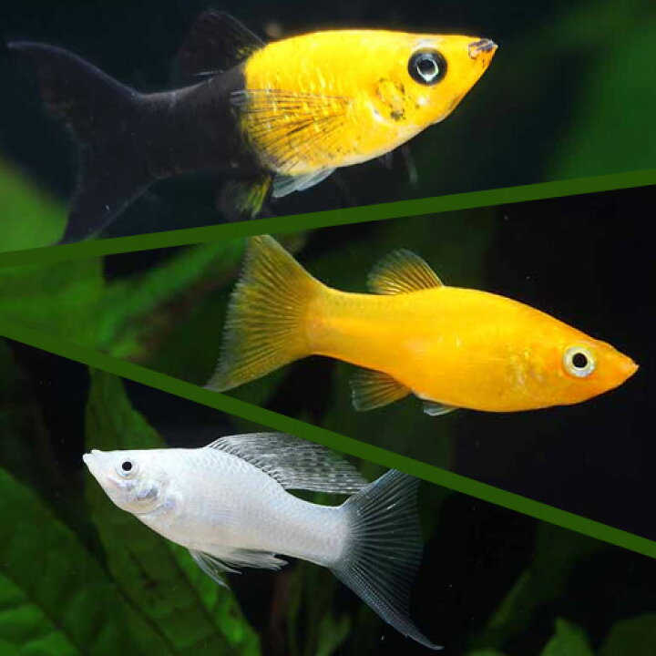楽天市場 選べる モーリー レッド キャラメル シルバー ブラック ブラッドオレンジ ライヤー 観賞魚 魚 アクアリウム メダカの仲間 熱帯魚 ペット 未来アクアリウム 楽天市場店 楽天市場 選べる モーリー レッド キャラメル シルバー ブラック ブラッドオレンジ ライヤー 観賞魚 魚 アクアリウム メダカの仲間 熱帯魚 ペット 未来アクアリウム 楽天市場店