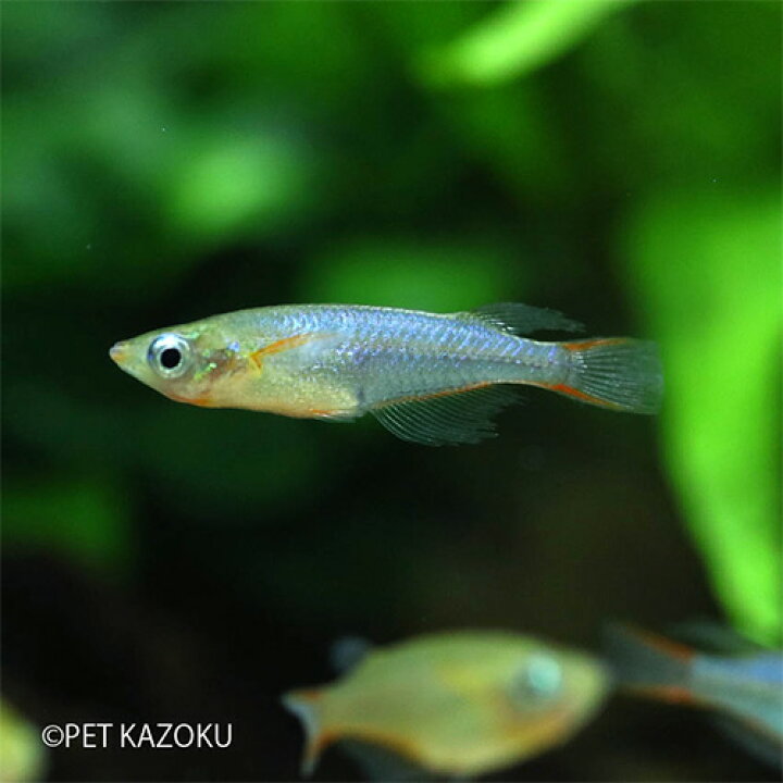 楽天市場 オリジアス ウォウォラエ 1匹 2cm程度 観賞魚 魚 アクアリウム 熱帯魚 メダカの仲間 ペット 未来アクアリウム 楽天市場店