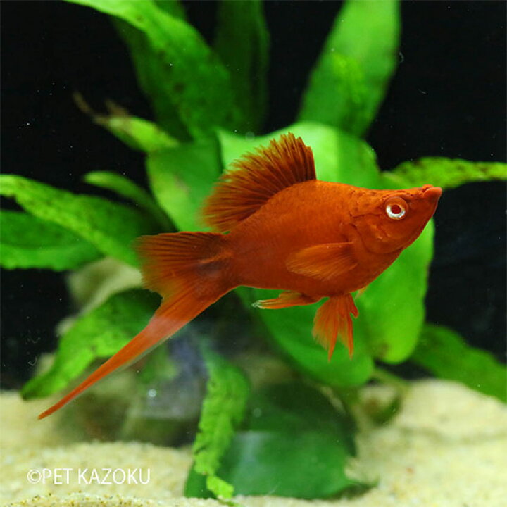 楽天市場 バルーンルビーアイレッドソード ペア 観賞魚 魚 アクアリウム 熱帯魚 メダカの仲間 ペット メダカ 卵胎生メダカ 未来アクアリウム 楽天市場店