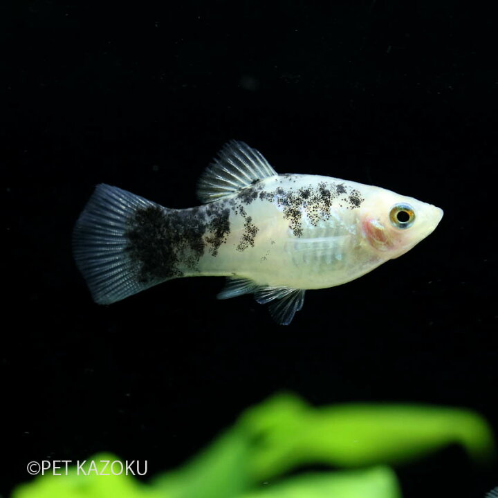 楽天市場 ホワイトキャリコプラティ 観賞魚 魚 アクアリウム 熱帯魚 メダカの仲間 ペット メダカ 未来アクアリウム 楽天市場店