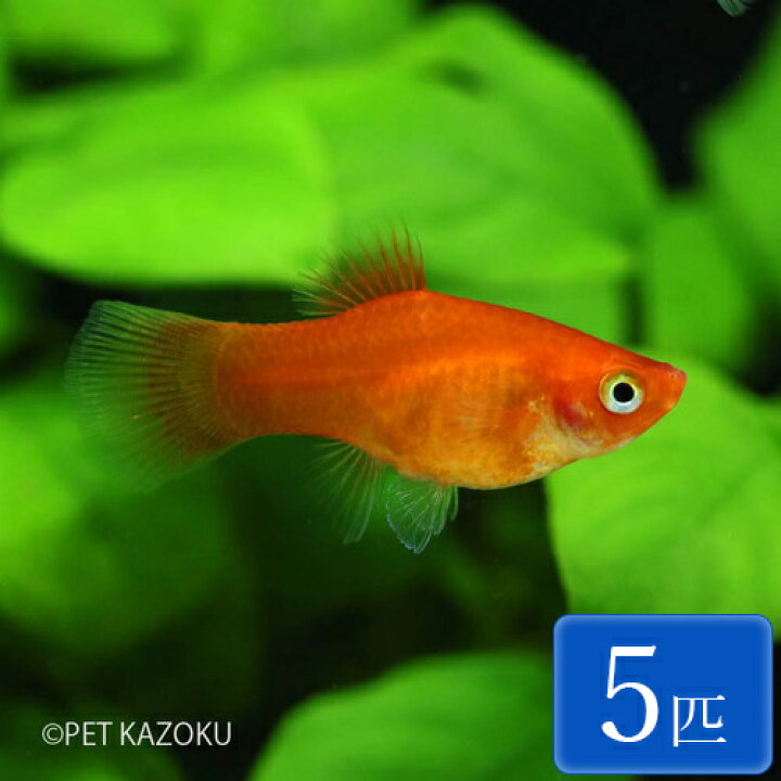 楽天市場 レッドプラティ 5匹 ブリード メダカの仲間 卵胎生 観賞魚 魚 アクアリウム 熱帯魚 ペット 未来アクアリウム 楽天市場店