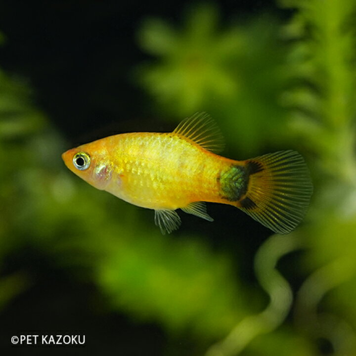 楽天市場 ゴールデンミッキーマウスプラティ M 1匹 ブリード メダカの仲間 卵胎生 観賞魚 魚 アクアリウム 熱帯魚 ペット 未来アクアリウム 楽天市場店