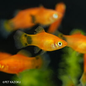 楽天市場 熱帯魚 ミッキーマウスプラティの通販