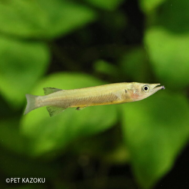 楽天市場 ブラックハーフビーク 1匹 卵胎生メダカ 観賞魚 魚 アクアリウム 熱帯魚 ペット メダカの仲間 ブリード 未来アクアリウム 楽天市場店