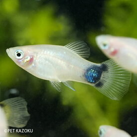 楽天市場 熱帯魚 ミッキーマウスプラティの通販