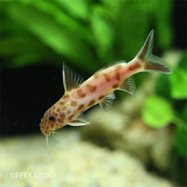 楽天市場 シノドンティス アルビノペトリコラ 1匹 観賞魚 魚 アクアリウム 熱帯魚 ナマズの仲間 ペット 未来アクアリウム 楽天市場店