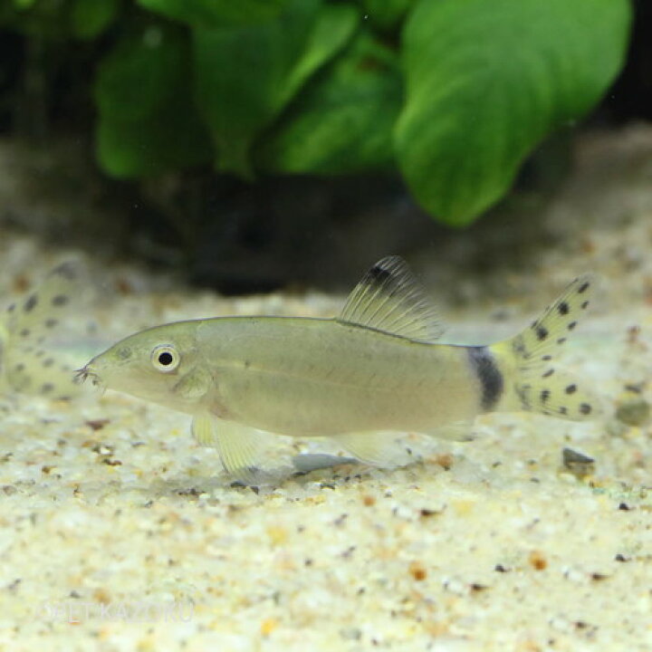 楽天市場 ボティア スプレンディダ 1匹 ワイルド ローチ ドジョウの仲間 タイ 観賞魚 魚 アクアリウム 熱帯魚 ペット 未来アクアリウム 楽天市場店