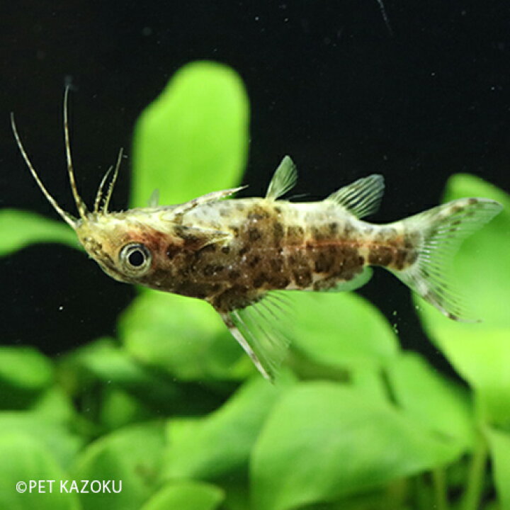 楽天市場 ゼブラサカサナマズ 1匹 ナマズの仲間 観賞魚 魚 アクアリウム 熱帯魚 ペット ワイルド 未来アクアリウム 楽天市場店