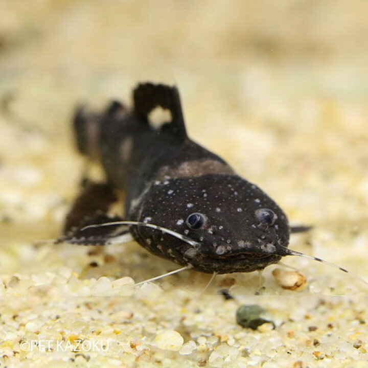 楽天市場 ジャウーペドラ ペルー S 1匹 3 4cm程度 ワイルド 観賞魚 魚 アクアリウム 熱帯魚 ペット 水槽 飼育 ナマズの仲間 未来アクアリウム 楽天市場店