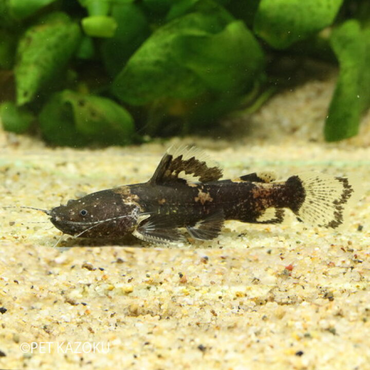 楽天市場 タイソンジャウー カヌタマ M 1匹 7 9cm程度 ワイルド 観賞魚 魚 アクアリウム 熱帯魚 ペット 水槽 飼育 ナマズの仲間 未来アクアリウム 楽天市場店