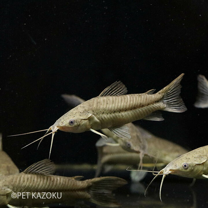 楽天市場 ホプロステルヌムspグリーン ラーゴアカラ Ml 1匹 10 12cm程度 観賞魚 魚 アクアリウム 熱帯魚 ナマズ ワイルド ペット 飼育 未来アクアリウム 楽天市場店