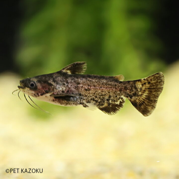楽天市場 ウッドキャット ブリード 1匹 4 5cm程度 ナマズの仲間 観賞魚 魚 アクアリウム 熱帯魚 ペット 未来アクアリウム 楽天市場店