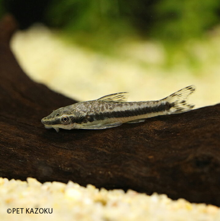 楽天市場 オトシンクルス コロンビア 1匹 3cm程度 観賞魚 魚 アクアリウム 熱帯魚 ナマズ オトシン ペット 飼育 ワイルド コケ取り 苔 未来アクアリウム 楽天市場店