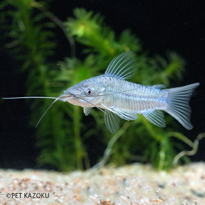 楽天市場 ホプロステルヌム ペルー 1匹 6 7cm程度 ナマズ 観賞魚 魚 アクアリウム 熱帯魚 ペット 未来アクアリウム 楽天市場店