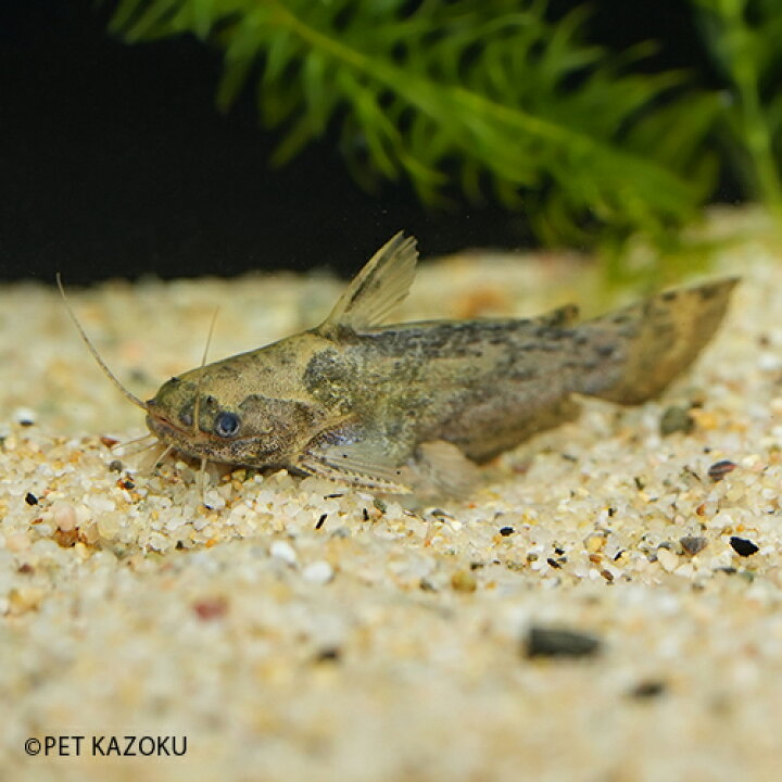 楽天市場 ガレアートゥスウッドキャット コロンビア 1匹 6 12cm程度 ナマズの仲間 観賞魚 魚 アクアリウム 熱帯魚 ペット コロンビア 未来アクアリウム 楽天市場店
