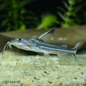楽天市場 ナマズ 熱帯魚の通販 楽天市場 ナマズ 熱帯魚の通販