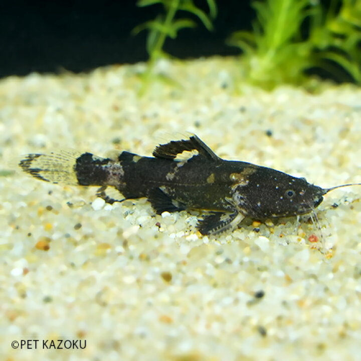 楽天市場 タイソンジャウー プルス Sm 1匹 5 6cm程度 ワイルド 観賞魚 魚 アクアリウム 熱帯魚 ペット 水槽 飼育 ナマズの仲間 未来アクアリウム 楽天市場店