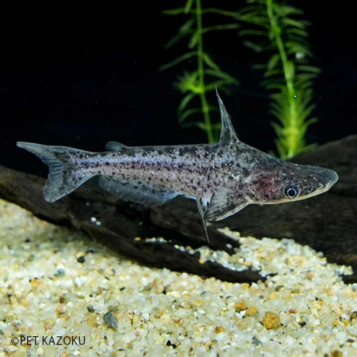 楽天市場 ダルメシアンドルフィンキャット ペイシボイ 1匹 5 8cm程度 ワイルド 観賞魚 魚 アクアリウム 熱帯魚 ペット 水槽 飼育 ナマズの仲間 未来アクアリウム 楽天市場店 楽天市場 ダルメシアンドルフィンキャット ペイシボイ 1匹 5 8cm程度 ワイルド 観賞魚 魚 アクアリウム 熱帯魚 ペット 水槽 飼育 ナマズの仲間 未来アクアリウム 楽天市場店