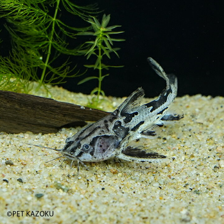 楽天市場 オサンコラ アイゲンマニー ペルー 1匹 9 11cm程度 ワイルド 観賞魚 魚 アクアリウム 熱帯魚 ペット 水槽 飼育 ナマズの仲間 未来アクアリウム 楽天市場店