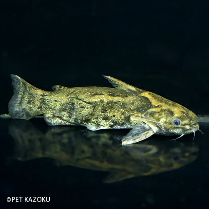 楽天市場 ジャイアントウッドキャット プルス ラーゴカスターニャ 1匹 15 18cm程度 ワイルド 観賞魚 魚 アクアリウム 熱帯魚 ペット 水槽 飼育 ナマズの仲間 未来アクアリウム 楽天市場店