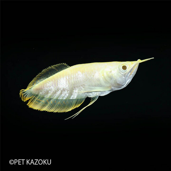楽天市場 スーパーショートボディアルビノシルバーアロワナ 0225c 1匹 観賞魚 魚 アクアリウム 熱帯魚 アロワナ 古代魚 ペット レア 未来アクアリウム 楽天市場店