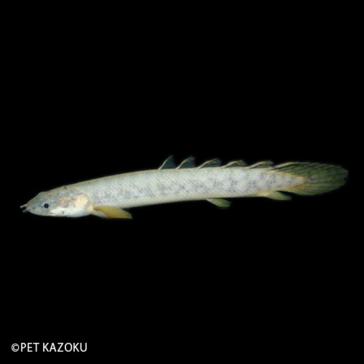 楽天市場 ポリプテルス ポーリー ブリード 1匹 5 6cm程度 ポリプテルス ポリプ 古代魚 観賞魚 魚 アクアリウム 熱帯魚 ペット 未来アクアリウム 楽天市場店