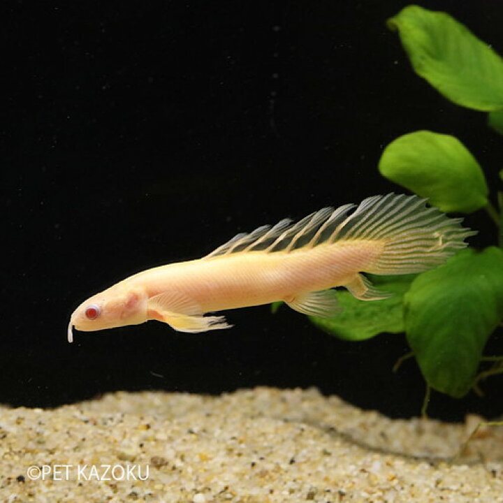 楽天市場 ポリプテルス ロングフィンアルビノセネガルス 1匹 10 12cm程度 観賞魚 魚 アクアリウム 熱帯魚 ポリプ 古代魚 未来アクアリウム 楽天市場店 楽天市場 ポリプテルス ロングフィンアルビノセネガルス 1匹 10 12cm程度 観賞魚 魚 アクアリウム 熱帯魚 ポリプ 古代魚 未来アクアリウム 楽天市場店