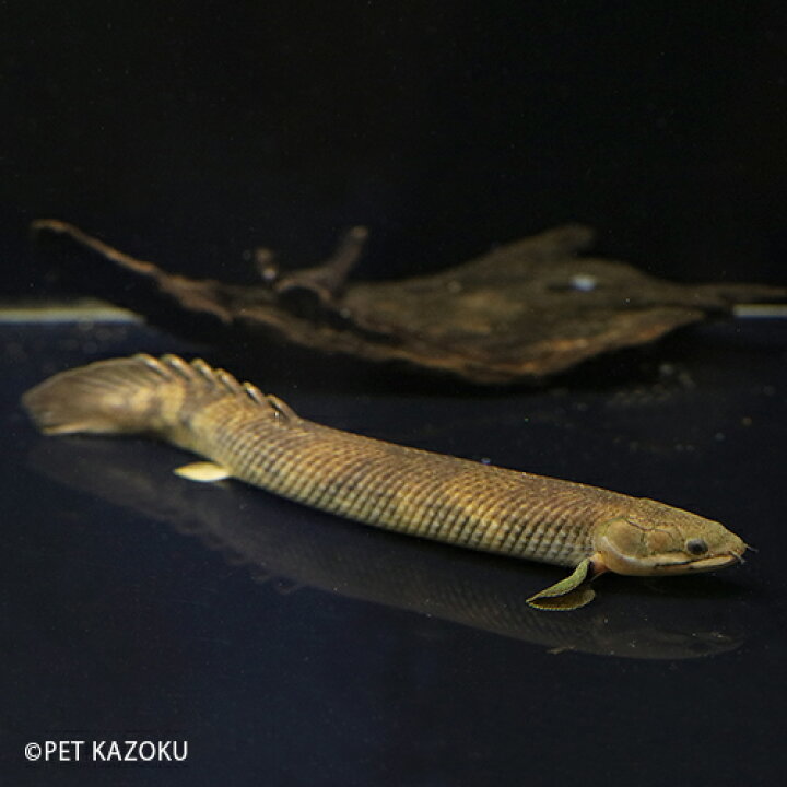大特価 淡水魚 大特価 大きくて太い ポリプテルス モケレンベンベ 旧レトロピンニス コンゴ ワイルド １匹 サンプル画像 Shipsctc Org