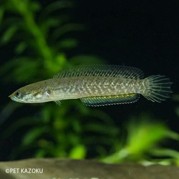 楽天市場 ブルーレインボースネークヘッド ブリード 1匹 6 7cm程度 観賞魚 魚 アクアリウム 熱帯魚 ペット スネークヘッド 未来アクアリウム 楽天市場店