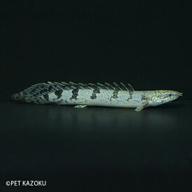 楽天市場 古代魚 観賞魚 熱帯魚 アクアリウム ペット ペットグッズの通販