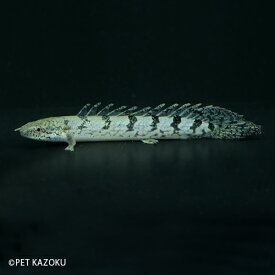 楽天市場 古代魚 観賞魚 熱帯魚 アクアリウム ペット ペットグッズの通販