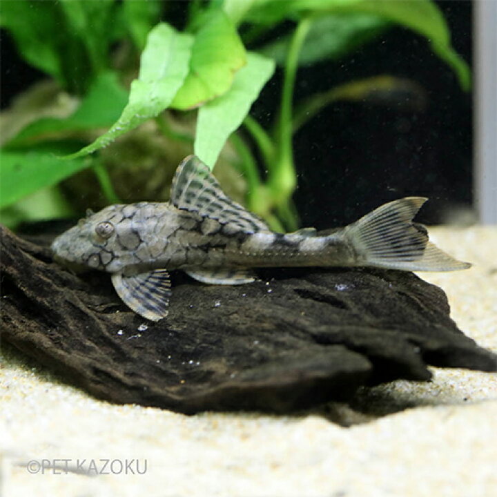 楽天市場 スネークスキンプレコ 1匹 観賞魚 魚 アクアリウム 熱帯魚 プレコ 未来アクアリウム 楽天市場店 楽天市場 スネークスキンプレコ 1匹 観賞魚 魚 アクアリウム 熱帯魚 プレコ 未来アクアリウム 楽天市場店