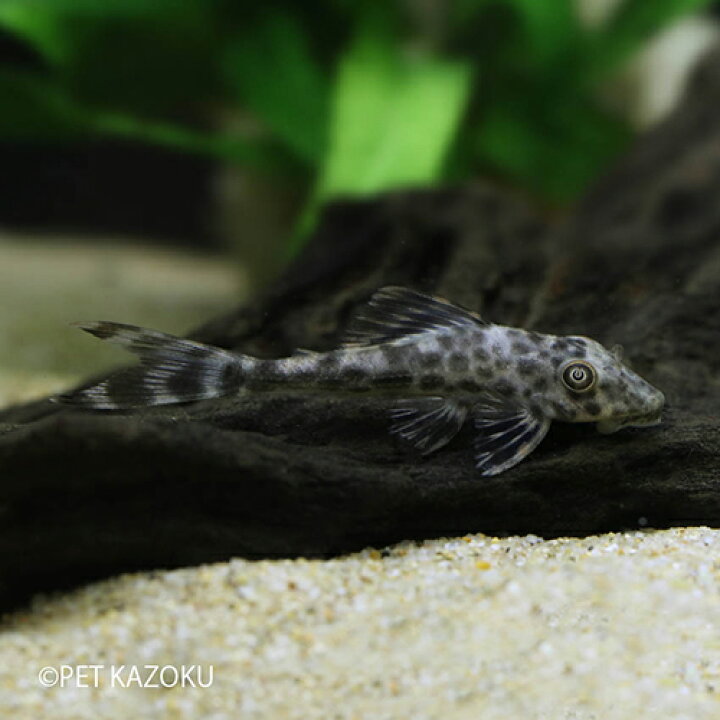 楽天市場 クプープレコspペルー 1匹 観賞魚 魚 アクアリウム 熱帯魚 プレコ ワイルド ペルー 未来アクアリウム 楽天市場店