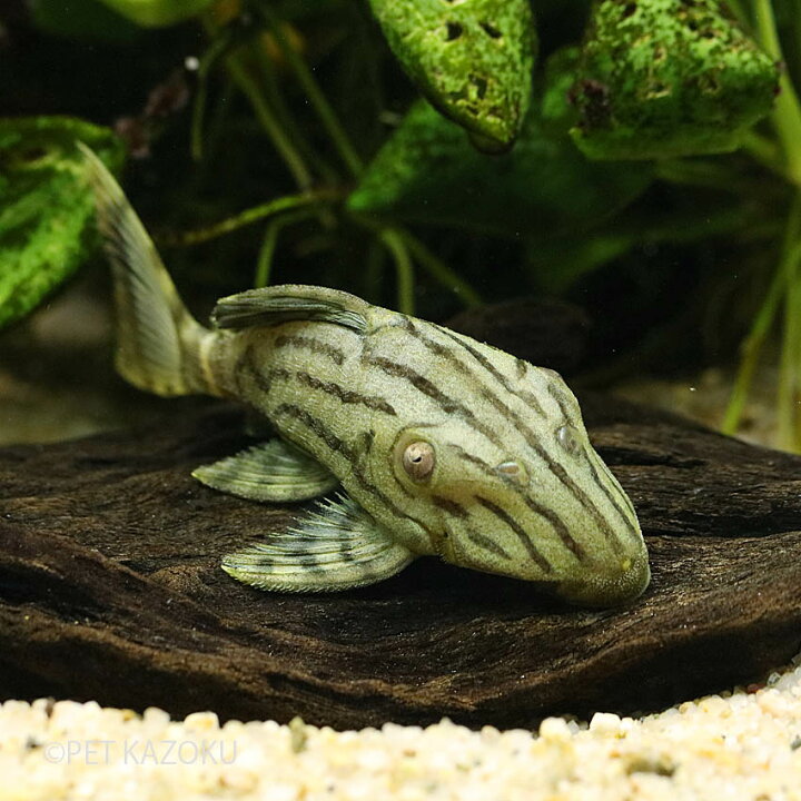 楽天市場 グリーンロイヤルプレコ Sm 1匹 4 5cm程度 プレコ パナクエ 観賞魚 魚 アクアリウム 熱帯魚 ペット ワイルド 未来アクアリウム 楽天市場店