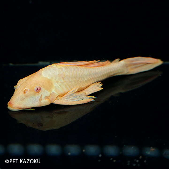 楽天市場 アルビノマーブルセルフィンプレコ L 1匹 18 cm程度 観賞魚 魚 アクアリウム 熱帯魚 プレコ ペット 飼育 未来アクアリウム 楽天市場店