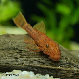 スーパーレッドブッシープレコ (ブリード) 1匹 (3〜4cm程度) 観賞魚 魚 アクアリウム 熱帯魚 ペット