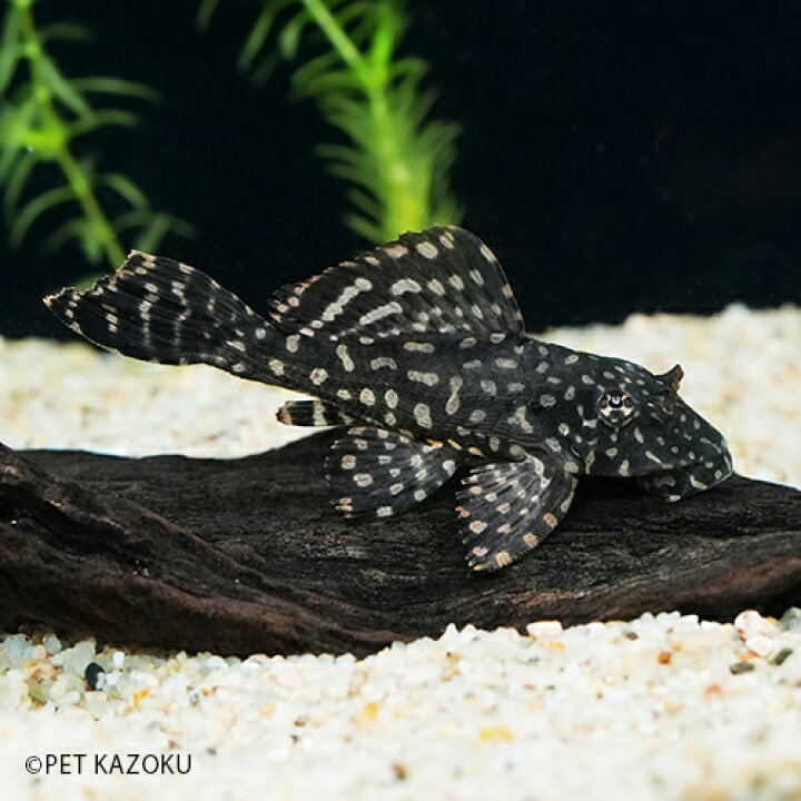 楽天市場 オレンジスポットセルフィンプレコ ショートボディ Osb03 1匹 5 6cm程度 観賞魚 魚 アクアリウム 熱帯魚 プレコ ペット 飼育 未来アクアリウム 楽天市場店