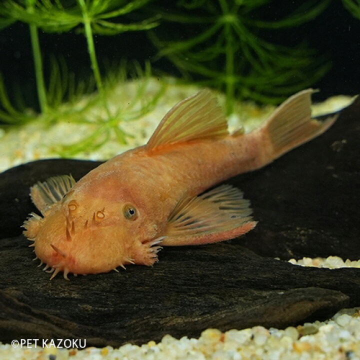 楽天市場 スーパーレッドブッシープレコ Euブリード L 1匹 7 8cm程度 観賞魚 魚 アクアリウム 熱帯魚 ペット 未来アクアリウム 楽天市場店 楽天市場 スーパーレッドブッシープレコ Euブリード L 1匹 7 8cm程度 観賞魚 魚 アクアリウム 熱帯魚 ペット 未来アクアリウム 楽天市場店